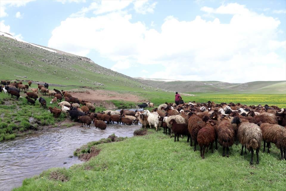 <p>Geçmişte volkanik faaliyetlerle birlikte Sinek Yaylası'nda da çeşitli platoların oluştuğunu ifade eden Kaya, şöyle konuştu:</p>

<p>"Arazinin çeşitli olduğu ve özellikle dağlık alanların yoğun olduğu bu bölgede, böyle mendereslerin oluşması oldukça ilginçtir. Burada oluşan volkanizma ile birlikte volkan, kül ve lavların akması sonucu oluşmuş olan geniş plato alanları da vardır. </p>
