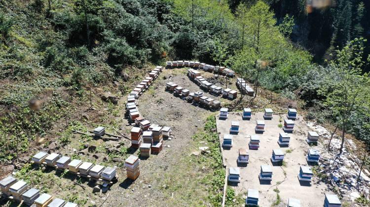 <p>İlk olarak orman gülü balı üretiminin yapılacağını aktaran Fazlı, "Orman gülü balının içerisinde karayemiş de bulunuyor. Orman gülünün ardından 15-20 gün sonra kestane ağaçlarının da çiçek açmasıyla arılar onlardan da nektar alacaktır. Kestane balımız da çok kaliteli oluyor." dedi.</p>

<p> </p>
