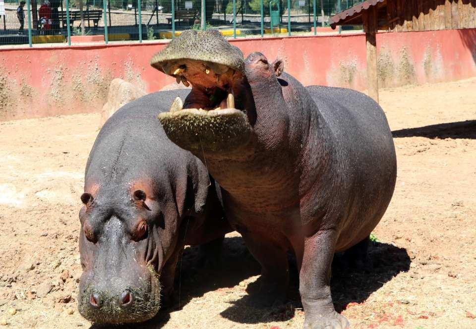 <p>350 türden 7 bin 500 hayvanın barındığı Gaziantep Hayvanat Bahçesi'nde, yaklaşık 5 ton ağırlığında 3 su aygırı da bulunuyor. </p>

<p> </p>
