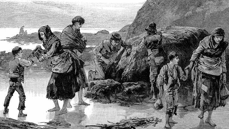 <p>O dönemde, İrlanda topraklarının bütününe yakını soylular denen İngiliz toprak sahiplerine aitti. İrlanda halkı bu topraklar üzerinde kiracı konumunda çiftçilik yapıyor, elde edilen ürünlerin tamamıyla, üretilensığır ve koyunlar her yıl toprak sahipleri tarafından gemilerle İngiltere'ye götürülüyordu. Sadece 1845 yılında 1 milyon ton zahire ile 260 bin koyun İngiltere’ye götürülmüştü.</p>

<p> </p>
