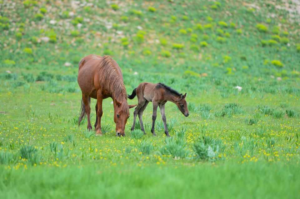 <p>Tunceli'nin Ovacık ilçesinde, ilkbaharın gelişiyle köylüler tarafından Munzur ve Mercan dağlarındaki yaylalara salınan atlar ile yılkı atları, yeşilin tonlarına bürünen doğada dikkati çekiyor.</p>

<p> </p>
