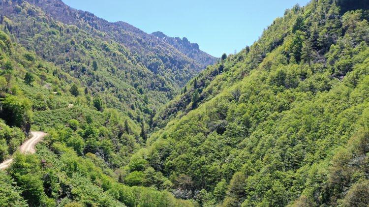 <p>Bu ormanlarda kovan koyma yerleri, yollar, çeşmeler ve karavan yerleri yaptıklarını ifade eden Yaycıoğlu, arıcıların bal ormanlarında en iyi hizmeti almasının en temel amaçları olduğunu vurguladı.</p>
<p>Altyapı sorunlarını gidererek arıcılara daha iyi ortamlar sağlamayı istediklerini dile getiren Yaycıoğlu, "Her yıl Giresun ve Ordu'da birer bal ormanı kurmayı hedefliyoruz. Tabii bunları kurmaktan öte, altyapısını en iyi şekilde yapmak gerekiyor. Biz de bu doğrultuda çalışıyoruz." dedi.</p>
