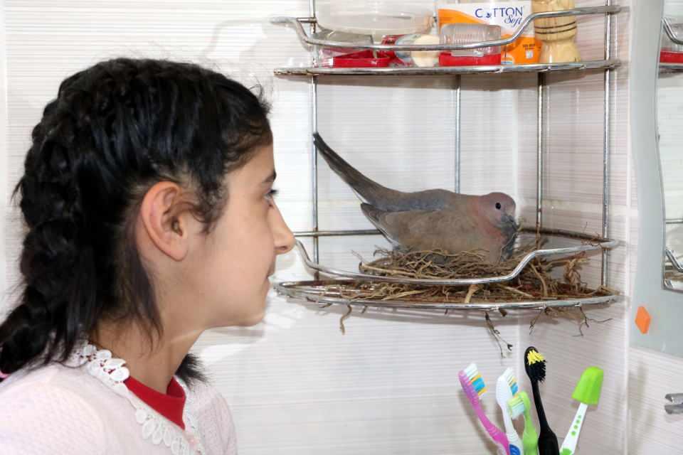 <p>Yumurtadan çıkacak yavruları da merakla bekliyoruz. Kardeşlerimle birlikte onlara bakıp, beslemeye çalışıyoruz. Dokunduğumuzda da artık korkmuyorlar" diye konuştu.</p>