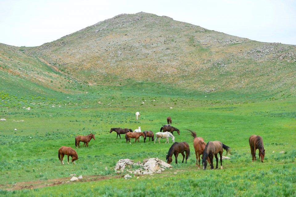 <p>İlçede hayvancılıkla uğraşan göçerler ve köylülerin yazın yaylalarda kullandığı atlar, çetin kışı ahırlarda geçirdikten sonra daha iyi beslenmeleri için 3 bin rakımlı Munzur ve Mercan dağlarının eteğindeki yaylalara bırakılıyor.</p>

<p> </p>
