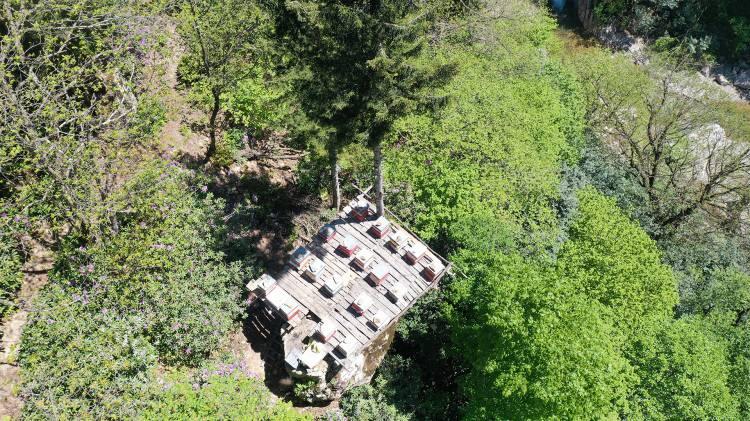 <p>Giresun'un Güce ilçesinde 547 hektarlık bal ormanına sahip, 40 arıcının faaliyet gösterdiği Boncukçukur köyünde arıcılık yapan muhtar Cabir Fazlı, AA muhabirine, bölgede sezon boyunca orman gülü ve kestane balı üretimi yapıldığını söyledi.</p>

<p> </p>
