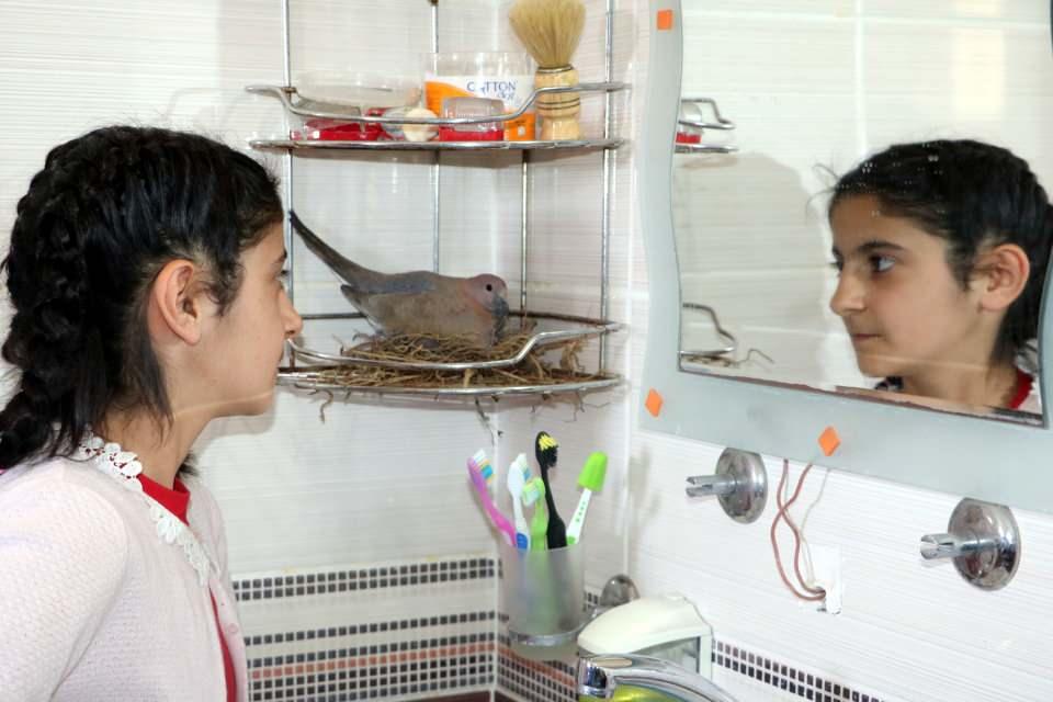 <p>Yuvada 2 yumurtanın olduğunu anlatan 10 yaşındaki Evin Işık ise, "Kumrularla aynı banyoyu kullandığımız için çok mutluyum. </p>
