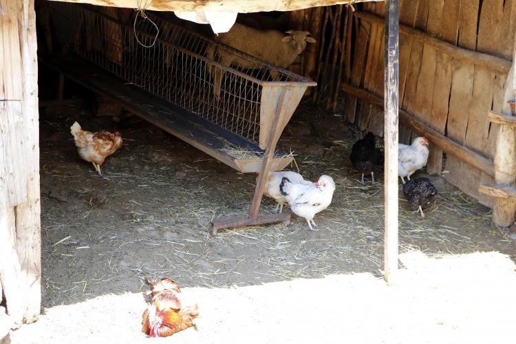 <p>Köy muhtarı Mahmud Döner (50), "Köyde geçimimizi hayvancılıkla sağlıyoruz. Hayvancılıktan sonra tarım geliyor. </p>
