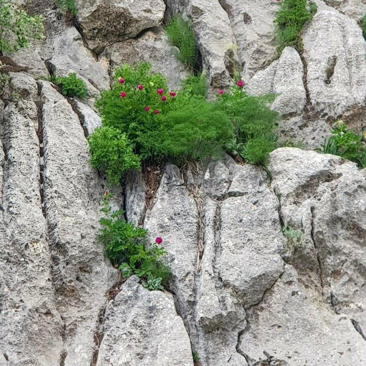 <p>Fotoğrafçılar ise koruma altındaki görsel şölen sunan ‘ayı gülü’ çiçeğini fotoğraflamanın mutluluğunu yaşıyor.</p>
