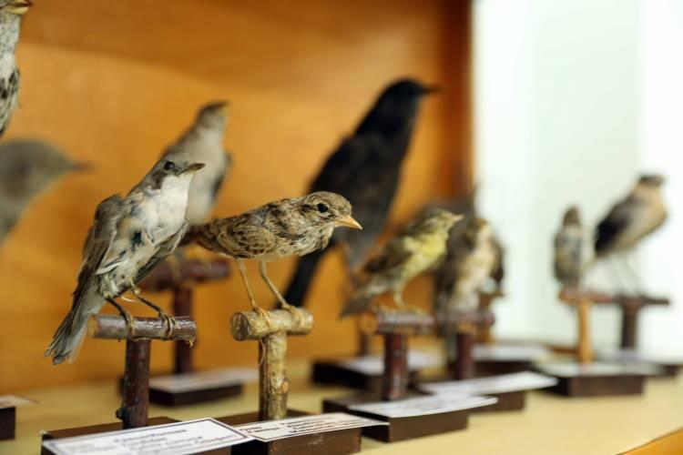 <p>Trakya Üniversitesi (TÜ) Fen Fakültesi Biyoloji Bölümündeki, sürüngenler, kuşlar ve memeli hayvanlardan yüzlerce örneğin yer aldığı "Omurgalılar Müzesi" biyolojik çeşitliliğiyle dikkati çekiyor.</p>

<p> </p>
