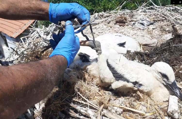 <p>EKODOSD Başkanı Bahattin Sürücü, "Geçmiş yıllarda kırsal alanlarda çevre kirliliği daha az yaşanmaktaydı. Yumurtadan çıkan leylek yavruları çalı çırpıya takılıp yaralanmasın diye, leylekler tarafından, yuvaya ot ve saman gibi yumuşak malzeme getirilirdi. </p>
