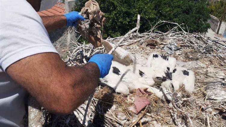<p>Ancak zamanla leyleklerin davranışlarında değişiklikler oldu. Ot ve saman yerine, doğaya atılan ve taşınması daha kolay olan naylon plastik atıklar, plastik saman ipleri, gübre çuvalları ve eski kıyafetler gibi pek çok atık malzemeyi yuvalarına taşıdıkları görüldü. </p>

