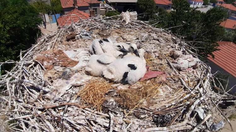 <p>Bu malzemeler ilk bakışta yumuşak rahat ederler gibi düşünülse de atıkların içinde bulunan plastik saman iplerinin yavruların sakat kalmasına ve ölümüne yol açtıkları görüldü.</p>
