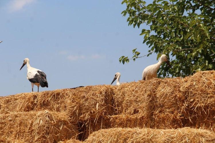 <p>Personelle yuvaya çıkarak yavrunun durumuna baktık. Anne leylek yuvayı terk ederek komşu direkten yavrusunun kurtarılışını izledi. Yavrunun ayağına takılan plastik saman ipi, yavru döndükçe bacağını sıkarak neredeyse kopacak hale getirdiğini gördük. </p>

<p>Yavrunun bacağı plastik ipten kurtarılarak, gerekli ilk yardımı yapıldı. Adeta çöpe dönen yuva içindeki atık malzemeler demizlendi" dedi.</p>
