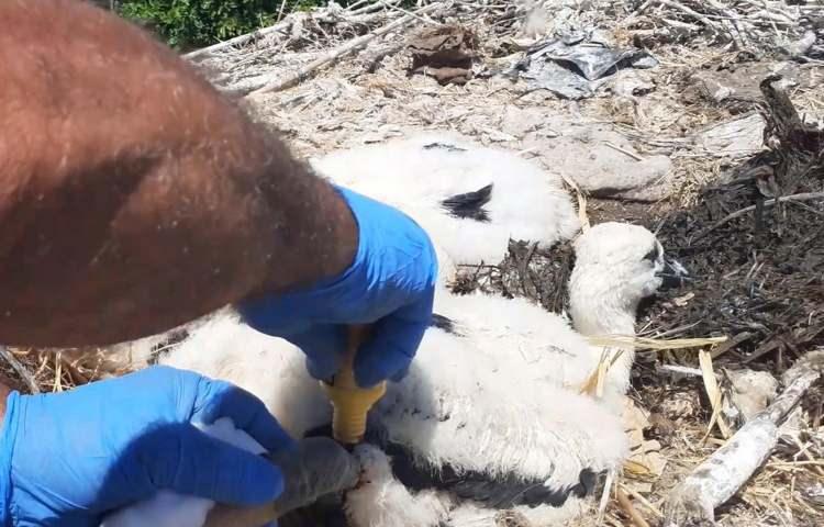 <p>'LEYLEKLERİN ÇOĞALMASI ZİRAİ İLAÇ KULLANIMINI AZALTACAKTIR'</p>

<p> </p>

<p>"Serçin'in yavru leyleği kurtuldu ancak 445 yuvanın olduğu Aydın bölgesinde, diğer yuvalarda nelerin yaşandığını bilmiyoruz" diyen Sürücü, leyleklerin tarım zararlılarının sayısını da azalttığı söyleyerek şöyle dedi:</p>

