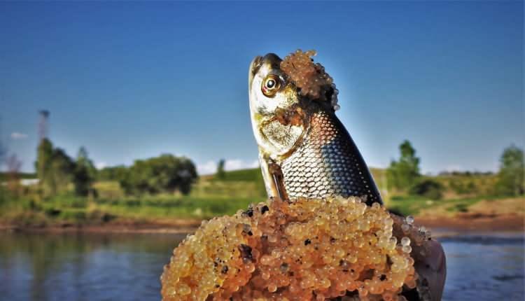 <p>Dünyada sadece Van Gölü'nde yaşayan inci kefalinin üremek için yaptığı yolculuk devam ederken, 25 yıllık doğa fotoğrafçısı Ferzende Coşar da su altı kamerasıyla balıkların tatlı sulara bıraktığı yumurtaları görüntüledi.<br />
<br />
 </p>
