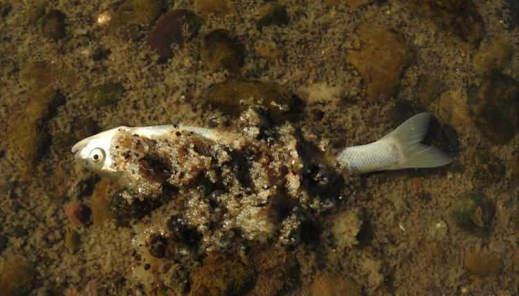 <p>Van Gölü'nün tuzlu ve sodalı suyunda yaşayan inci kefalleri, üremek için tatlı sulara göç ediyor. </p>
