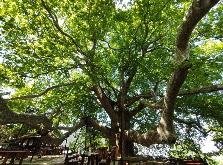 <p>Bursa'da her yıl çok sayıda turist çeken 600 yıllık ulu çınar baharın gelmesiyle birlikte yeşil görünümüne kavuştu.</p>
