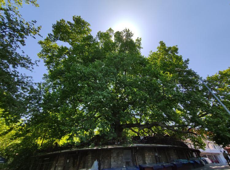 <p>Dalların kalınlığı 3-4 metreyi bulan çınar, 9,2 metrelik çevresiyle Türkiye'nin en yaşlı ağaçlarından biri. İnkaya çınarı, Bursa'ya yolu düşen yerli ve yabancı turistlerin uğramadan geçmediği önemli bir yer.</p>
