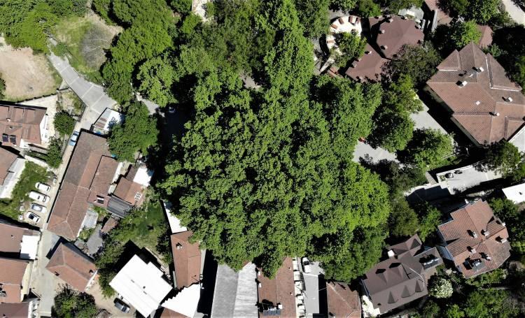 <p>Özellikle Arap turistler bu çınarı görmek için buraya akın ediyor. Tarihi çınar yeşil görümüne kavuştu pandemi yasaklarının bitmesiyle birlikte ağırlamayı bekliyor" dedi.</p>