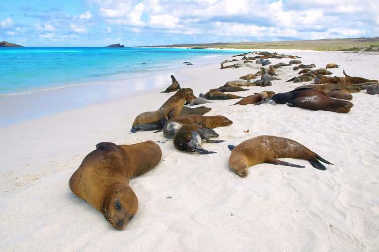 <p>Galapagos Adaları’nın topraklarının yüzde 97’sinin ulusal park olarak görülüyor. </p>