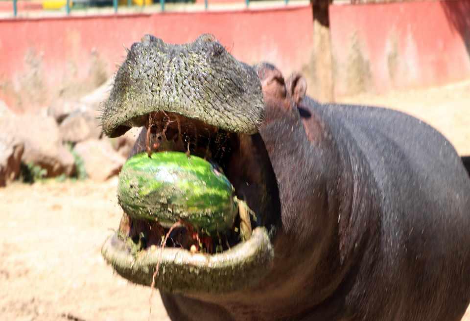 <p>Türkiye'nin en büyük, dünyanın da 4'üncü büyük hayvanat bahçesi olan Gaziantep Hayvanat Bahçesi'nde 5 ton ağırlığındaki su aygırları, günde 100 kilo meyve ve sebze tüketiyor.</p>
