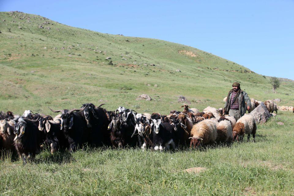 <p>Bunlarla 200'e yakın sürü bölgede otlatılıyor. Bizim bölge çok sıcak olduğu için hayvan verimsiz oluyor. </p>
