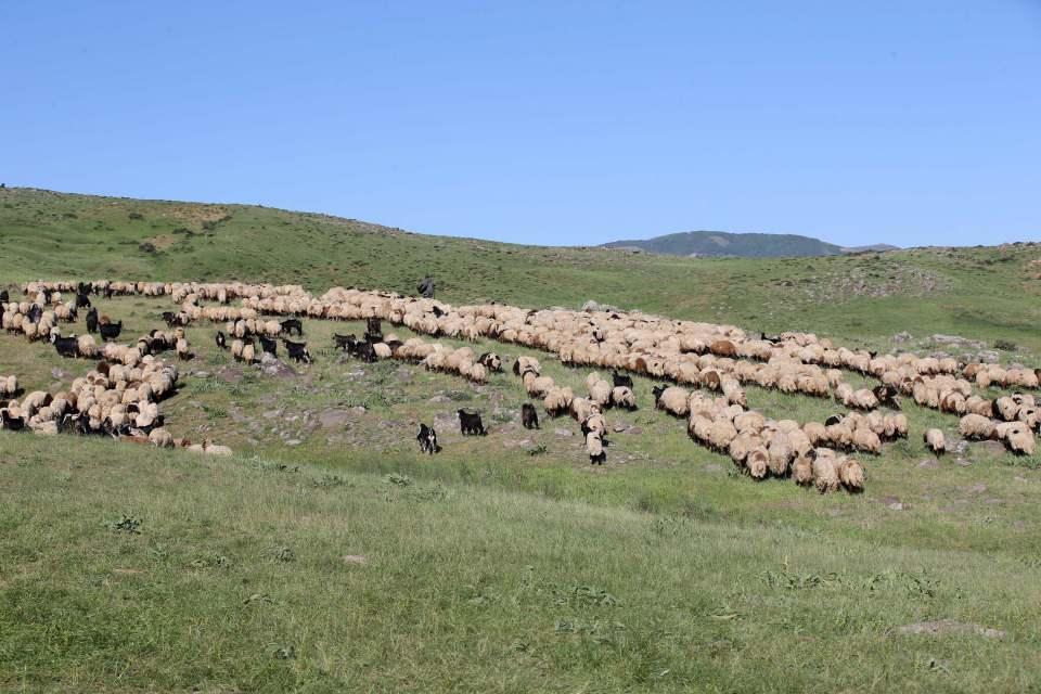 <p><em>Berçelan Yaylası'nın doğal güzellikleri ve verimli otlaklarıyla bilindiğini anlatan Akman, şöyle devam etti:</em></p>

<p>"Suyu, serin havasıyla çok güzel bir yer. Mayıs, haziran gibi geliyoruz, ekime kadar kalıyoruz. </p>
