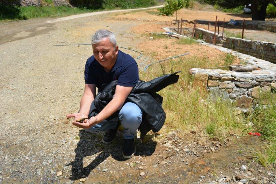 <p>İlçeye yaklaşık 34 kilometre uzaklıktaki Amanos Dağları Huzurlu Tabiat Parkı'na çıkan Musa Can Doğan ve Bayram Erdoğan, 1500 rakımlı yaylada yol üzerinde nesli tehdit altında olan sarı benekli semender gördü.</p>

<p> </p>

