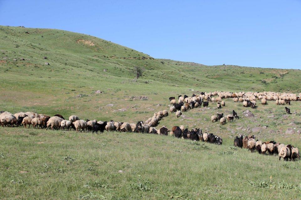<p><strong>- 3 bin 300 rakımlı yayla 200'den fazla sürüye ev sahipliği yapıyor</strong></p>

<p>Şırnak'tan gelerek Hakkari'nin 3 bin 300 rakımlı Berçelan Yaylası'nda konaklayan göçer Mehmet Akman da 4 yıldır kente gelerek hayvanlarını otlattıklarını söyledi.</p>

<p> </p>
