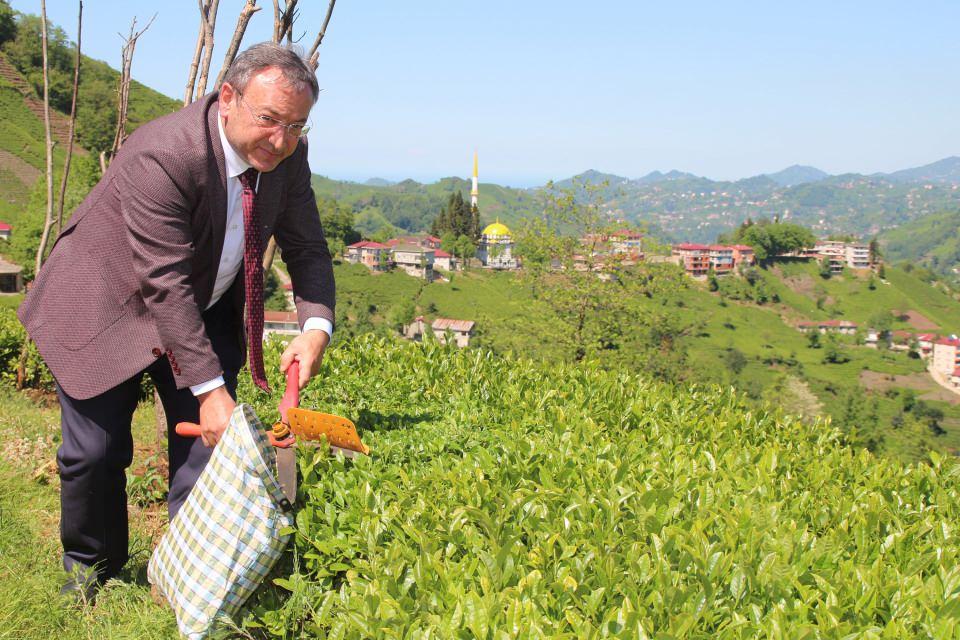 <p>Kaliteden ödün vermeyeceğiz. Çayı toplarken yeşil tabana üzerinde kalacak. Çay toparken yeşil tabaka değil de odunsu kısma kadar inildiği zaman filiz açmaz. </p>
