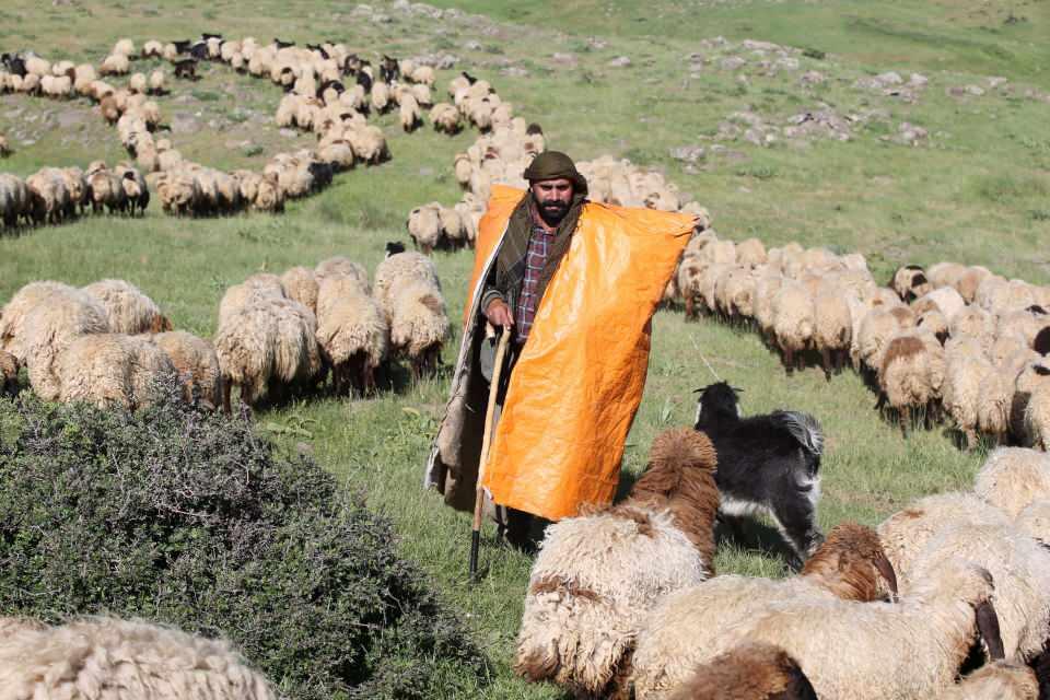 <p>Besicilerden İsmail Özcan da kentin verimli yaylasına çıktıklarını ifade ederek, "Çadırlarımızı kuruyoruz. Burada 4 ay kaldıktan sonra Güneydoğu Anadolu Bölgesi'ndeki sıcak illere göç edeceğiz. Artık rahatlıkla yaylalara çıkıyoruz. Her yer güvenli. Besicilik yapmak çok zor. Geçim kaynağımız hayvancılık ve bu iş emek istiyor. Alıştığımız için bize zor gelmiyor." dedi.</p>

<p> </p>
