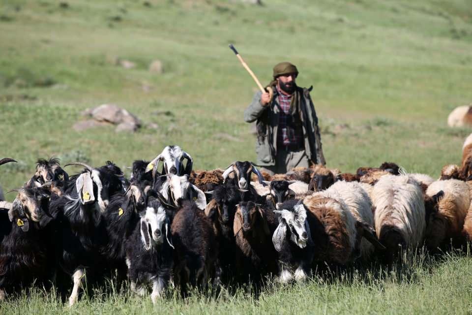 <p>Küçükbaş hayvancılığın yaygın yapıldığı Hakkari ve Muş'un yüksek rakımlı yaylaları, yazın sıcak geçtiği illerden gelen göçerleri ve hayvan sürülerini ağırlamaya başladı.</p>

<p> </p>
