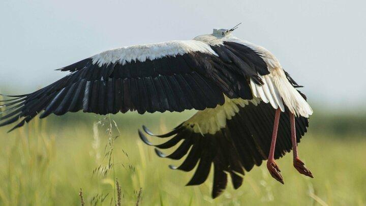 <p>"Bu leylekler için normalde Karacabey Ovası besin yönünden pek verimli geçmezdi. Çünkü mayıs ayında sular çekilmiş oluyor ve büyük leylek sürüleri besin bulmakta zorlanıyordu. Ama geçtiğimiz günlerde Karacabey'de yaşanan sel felaketinin ardından taşan dereler tarlalara çıkınca leylekler için besin konusunda büyük bir fırsat oldu. Bu yüzden Klippi ve beraberindeki yüzlerce leylek 4 gündür alandalar ve gitmeye de niyetleri yok gibi. Muhtemelen daha fazla kuzeye çıkmayıp buradan yine yavaş yavaş güneye inecekler."</p>

