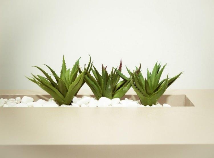<p><span style="color:#800080"><strong>5. Aloe vera</strong></span></p>
<p><strong>Faydaları saymakla bitmeyen bitki görüntüsüyle de insanı rahatlatıyor. Cildin onarımı ve yanıkların tedavisi için kullandığımız bitkinin bir diğer özelliği ise filtre görevi görmesi. Nasa’nın da hava filtreleyen bitkiler listesinde yer alan Aloe Vera’ya yatak odanızda yer açın.</strong></p>