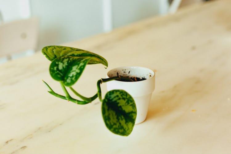 <p><span style="color:#800080"><strong>9. Çin Herdemyeşili (Aglaonema)</strong></span></p>
<p><strong>Çin herdemyeşili, havadaki formaldehiti ve benzeni temizliyor.</strong></p>
