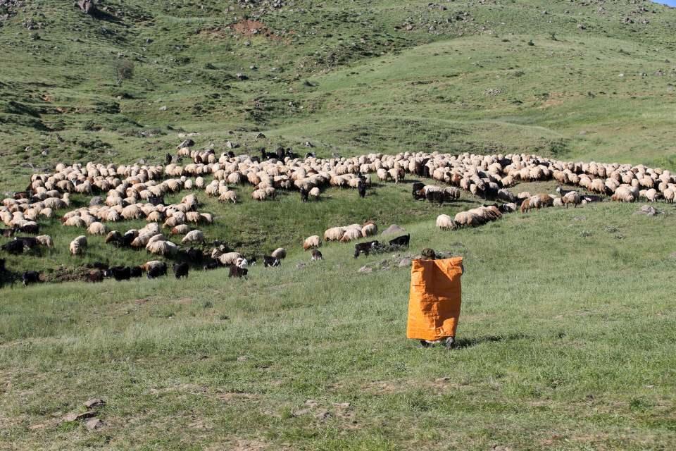<p>Güvenlik güçlerinin başarılı operasyonları sonucu huzur ve güven ortamının sağlandığı bölgede, yaylalar da hayvan sürüleriyle şenlendi.</p>

<p> </p>

