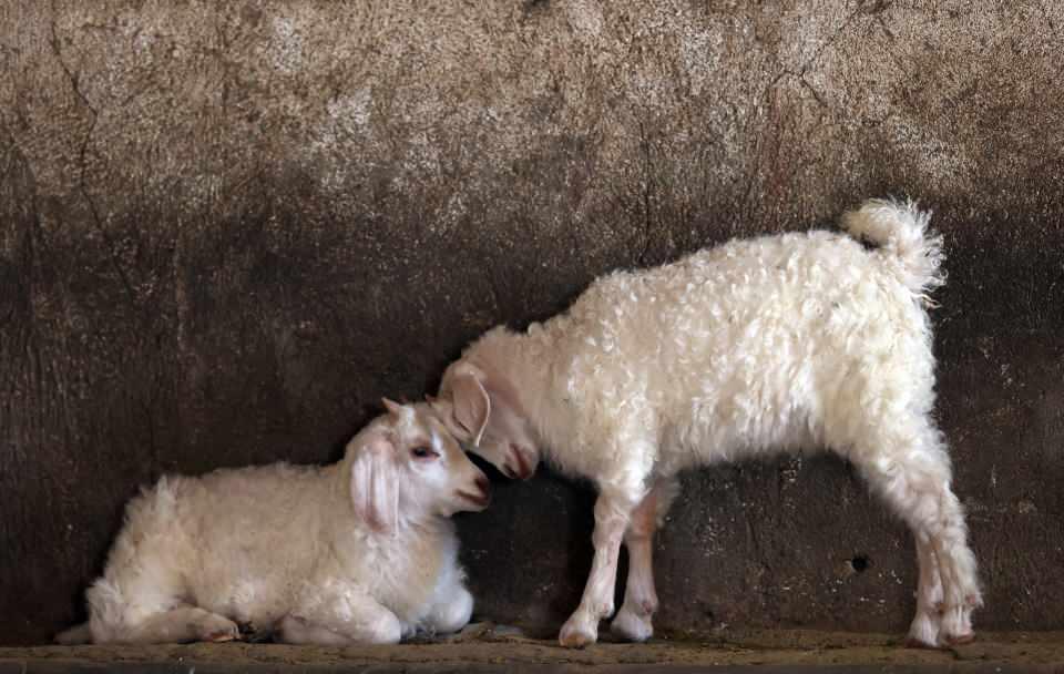 <p>Tiftik keçisinin, Anadolu'ya yaklaşık 800 yıl önce Türklerin Orta Asya'dan göçüyle geldiğinin bilindiğini aktaran Doğan, şöyle konuştu:</p>

<p>"Eskişehir ve Ankara bölgesinde yetişmeye uygun bir tür. Dünyada da Ankara ya da Angora keçisi olarak biliniyor. İşletmemizde 500 baş damızlık tiftik keçisi bulunuyor.</p>
