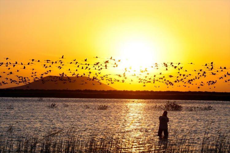 <p>Türkiye'nin önemli sulak alanları arasında bulunan Konya'nın Ereğli ilçesindeki Akgöl Sazlıkları, binlerce flamingo, ak pelikan ve farklı kuş türleri ile görsel şölen sunuyor.</p>

<p> </p>
