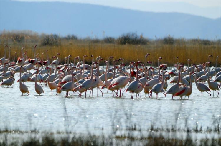 <p>Konya Ovası'nın kuş cenneti olarak bilinen Akgöl sazlıkları, göçmen kuşların Türkiye'deki önemli göç yollarından biri üzerinde bulunuyor.</p>

