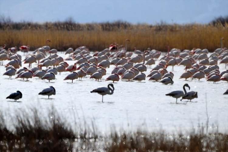 <p>Akgöl'de çekimler yapan ANFODER üyesi Tamer Gümüş de sazlıklarda flamingo, pelikan, uzun bacak, kaşık gaga, çeltikçi ve birçok ördek çeşidini gözlemleyip fotoğraflarını çektiğini anlattı.</p>
<p> </p>