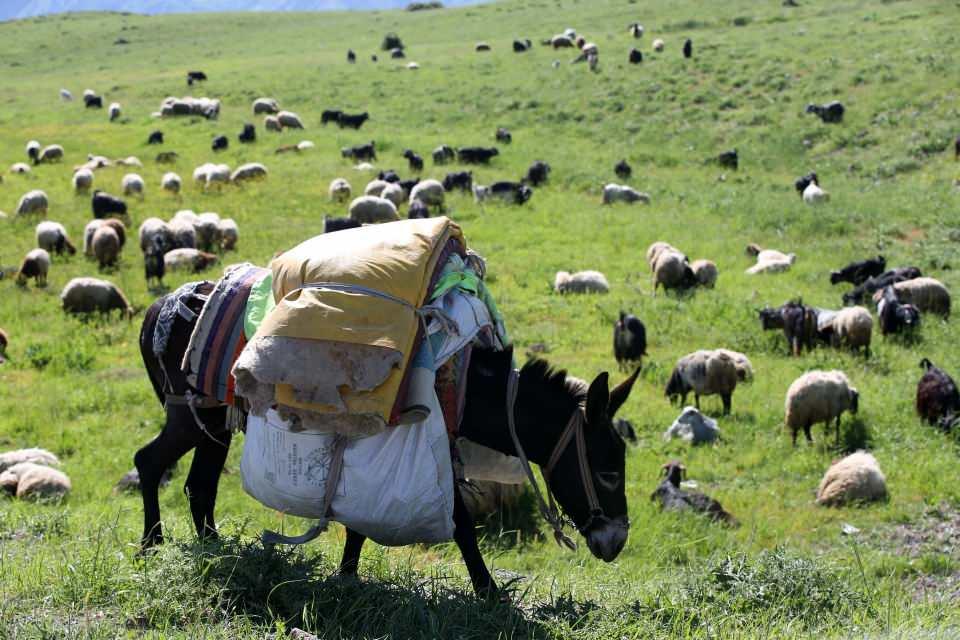 <p>Hayvanlarını serin ve verimli alanlarda otlatmak için Diyarbakır, Mardin, Şırnak, Siirt ve Batman'dan günlerce süren yolculuğun ardından bölgeye ulaşan göçerler, Hakkari'deki 3 bin 300 rakımlı Berçelan Yaylası ile Muş'taki Kozma Dağı'nın eteklerindeki yaylalarda konakladı.</p>

<p> </p>
