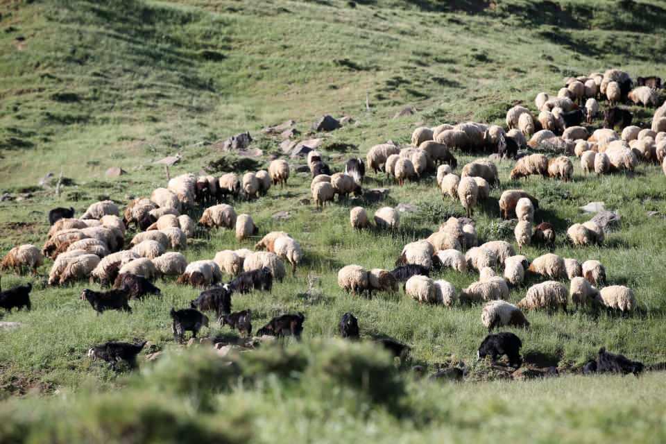 <p>Geçimimizi hayvancılıkla sağlıyoruz. Zorlu geçen kış mevsiminin ardından yaylaya çıkmaya başladık. Kozma Yaylası'nda çadırlarımızı kuruyoruz.</p>
