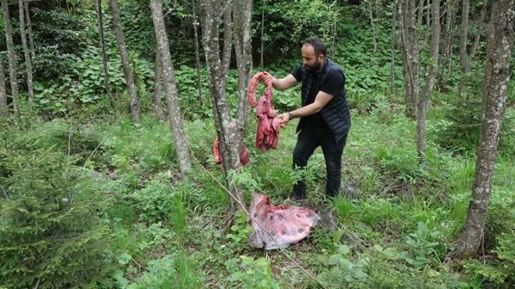 <p>Trabzon’da aç kalan ayılar indikleri yerleşim yerlerinde yayla evleri, arı kovanları ile büyük ve küçükbaş hayvanlara zarar veriyor, korku dolu anlar yaşatıyor.</p>

<p> </p>
