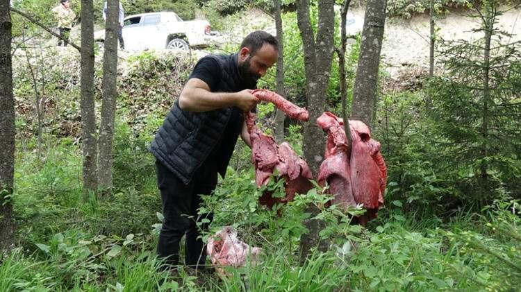 <p>Yöre sakinleri saldırgan ayıların köylere inmemesi için ormanlık alanlara kesilmiş kasaplık hayvanların ciğer, işkembe gibi iç organlarıyla baş ve ayaklarından oluşan sakatat bırakıyor.</p>

<p> </p>
