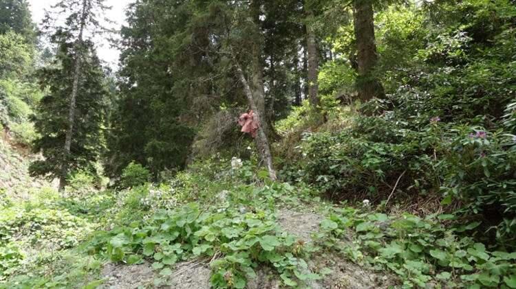 <p>’10 GÜNDE BİR TEKRARLIYORUZ’ <br />
Trabzon Büyükşehir Belediyesi Başkan Vekili, Erikbeli Yaylası sakinlerinden Atilla Ataman, kış uykusundan uyanan ayıların bu yıl yayla evlerine çok zarar verdiğini belirtti.</p>
