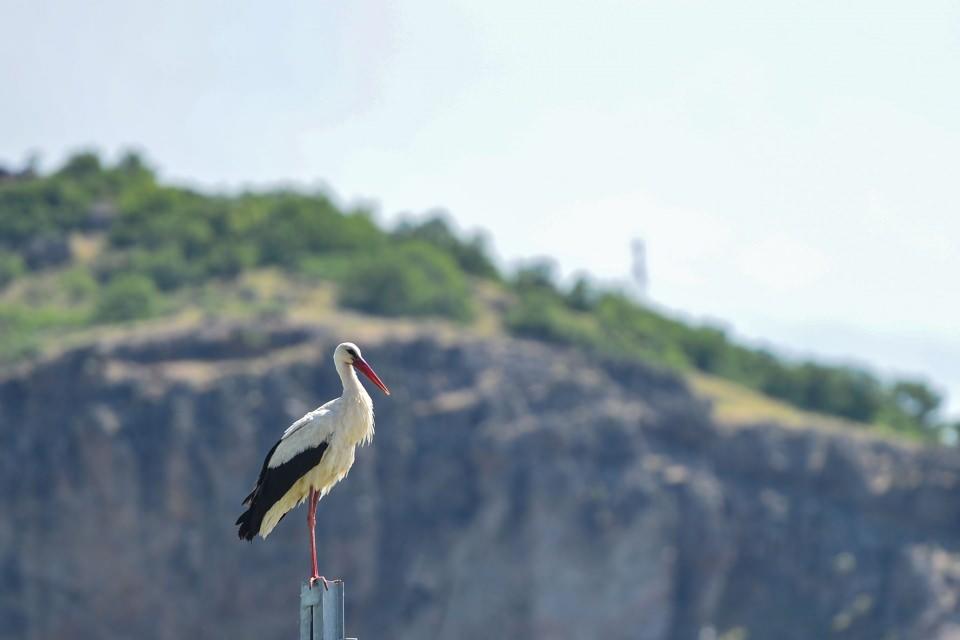 <p>Çevre il ve ilçelerden milli parka gelen fotoğrafçılar, yüksek rakımlarda beslenen bozayı ve yaban keçilerinin yaşamından kesitleri kayıt altına alıyor.</p>

<p> </p>
