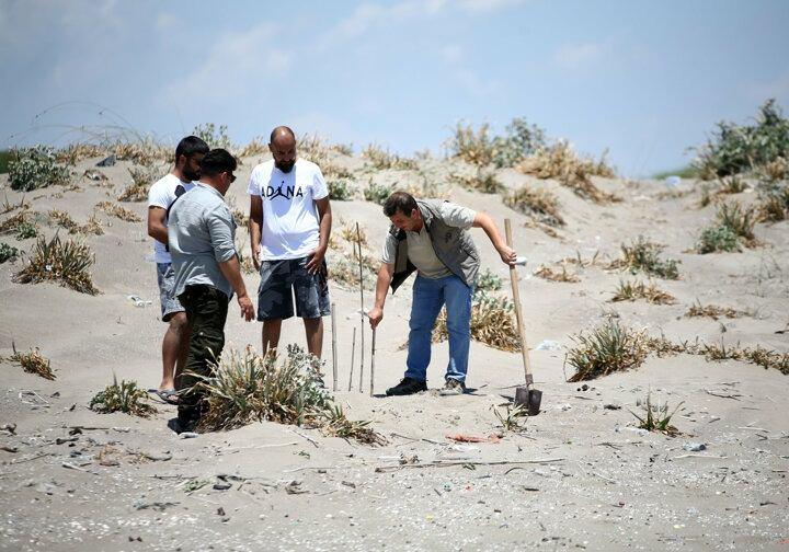 <p>Yeşil deniz kaplumbağaları, Adana Akyatan Sahili'ne yumurta bırakmaya başladı</p>
