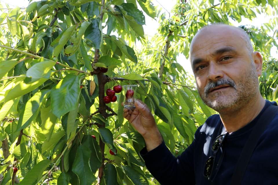 <p>Hergün toplanan kirazlar İstanbul'a hallere gönderiliyor. Lapseki'nin lezzeti ve iriliğiyle meşhur kirazları buradan da tüketicinin sofralarına ulaştırılıyor. </p>
