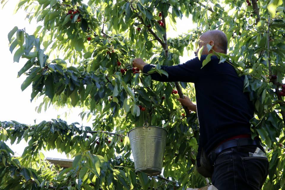 <p>Avrupa'ya ihraç olan, İngiliz Kraliyet ailesinin yediği kirazlar. Bu kirazımız çay bardağı boğumundan geçmiyor. 20 gram ağırlığında. Bu kirazımız yarışmalara gidiyor. </p>

