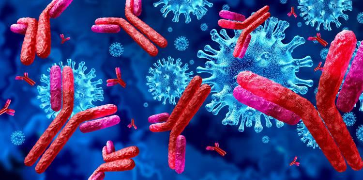 <p><span style="color:#000000"><strong>Koronavirüsle aynı aileden olan virüse karşı aşılanan hayvanlarda oluşan bu güçlü korumanın insna vücudunda ise koranayı bloke edeceği düşünülüyor. Yüksek dozda antikor içeren inek sütleri Eylül ayında İspanya'da piyasaya sürülecek. Ayrıca bilim insanları yeni doğum yapmış ineklerden alınan sütte immünoglobulin seviyesi fazladır. Bu da bağışıklığın güçlenmesini sağlar. </strong></span></p>

